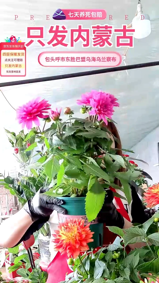 完全开放紫粉色大丽花盆栽