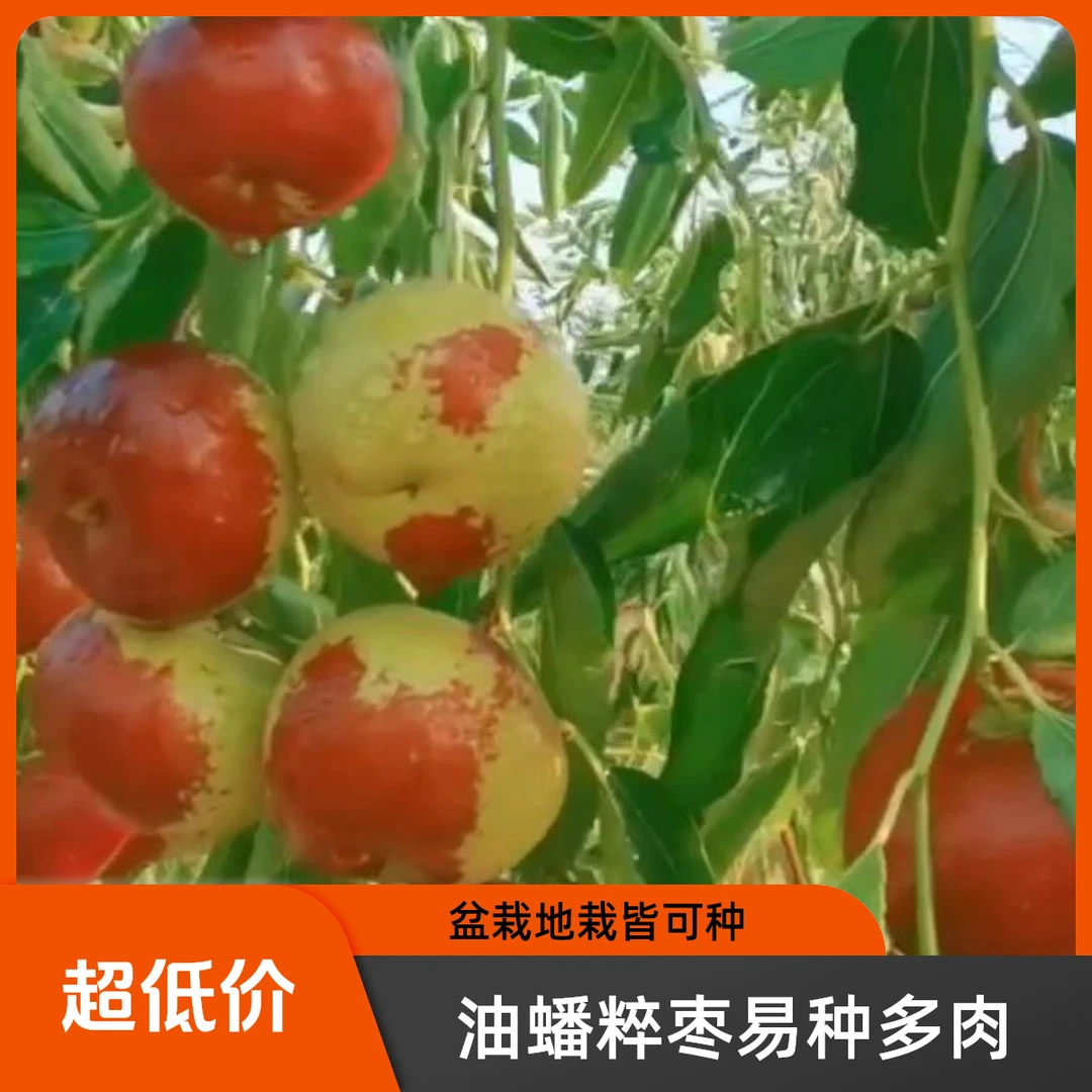 盆栽地栽冬蟠粹枣枣根系发达脆甜多汁果个最大可送西梅小苗一棵