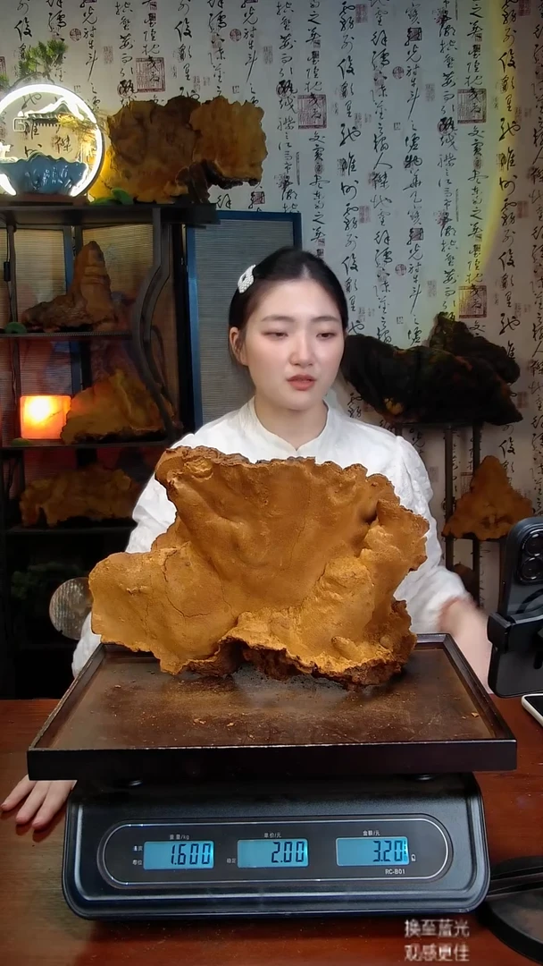 松针层孔菌中国大陆【藏区】松树桑黄（3.2斤）40-50年份