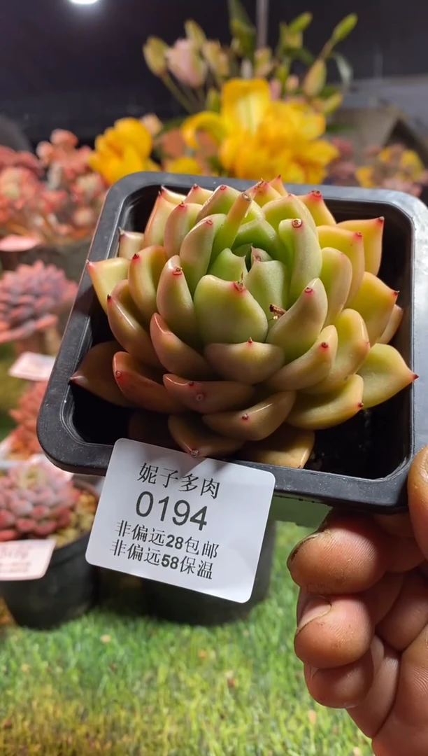 【闪购商品】白玫瑰0194