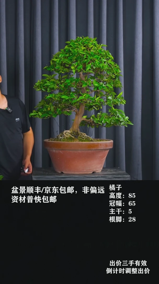 无花朵橘子橘子橘子