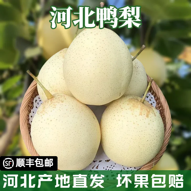 【顺丰空运】河北鸭梨当季新鲜水果产地直发脆甜无渣雪梨整箱批发