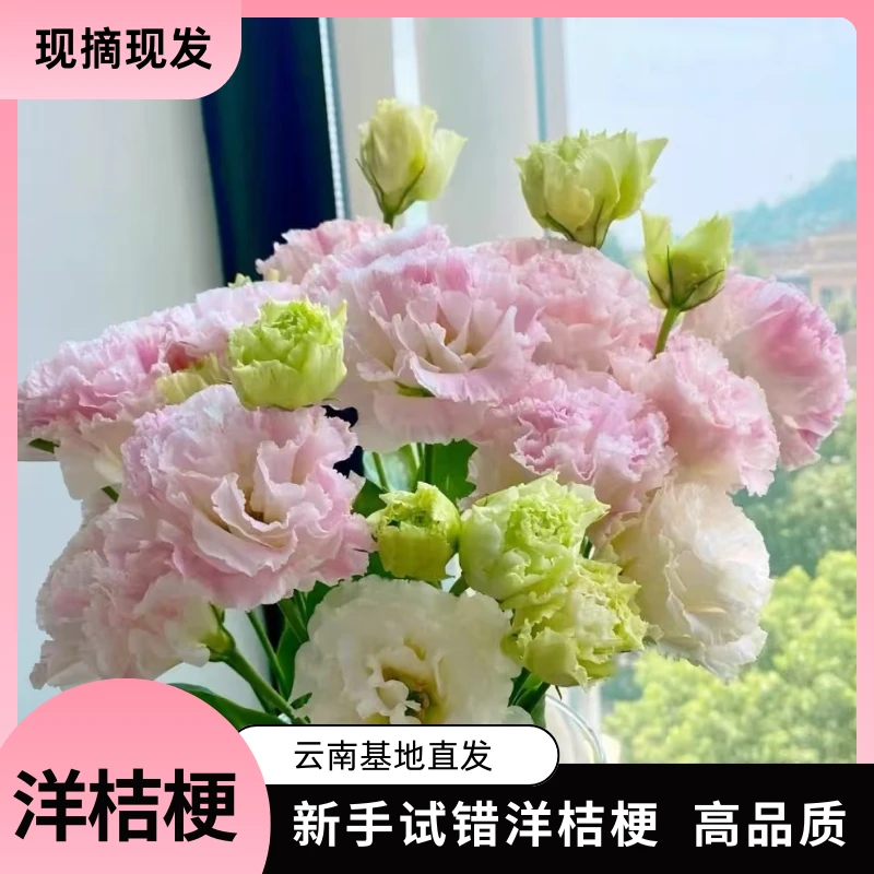 洋桔梗鲜花家用水养多头客厅装饰 送保鲜剂