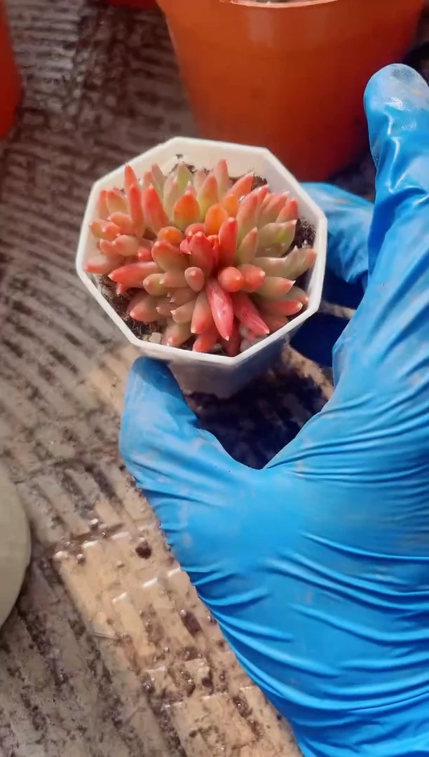 喵***代跃跃精品多肉05167