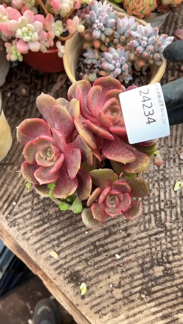 如***律多肉植物一物一拍24234