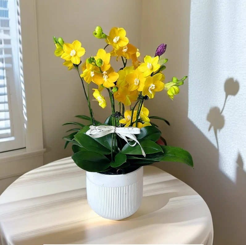 【吉祥如意】蝴蝶兰优选养活送礼卧室耐养绿植带花带花苞开花