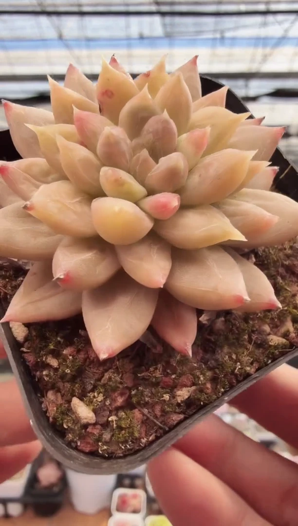 东云多肉园新款-225