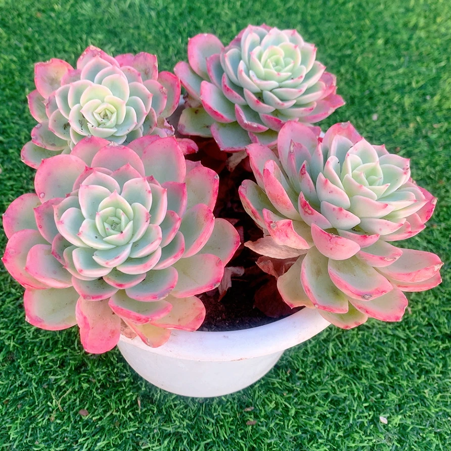 哈密瓜群多肉精品多肉植物盆栽阳台好养花卉一单包邮