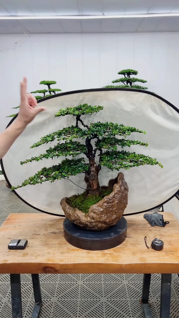 无花朵造型盆景一物一拍