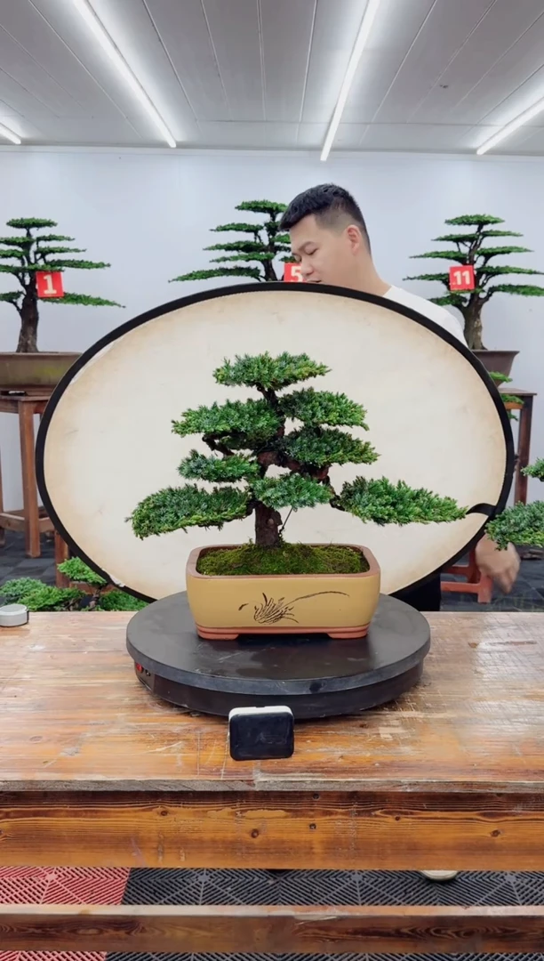 无花朵翠兰柏1111111111