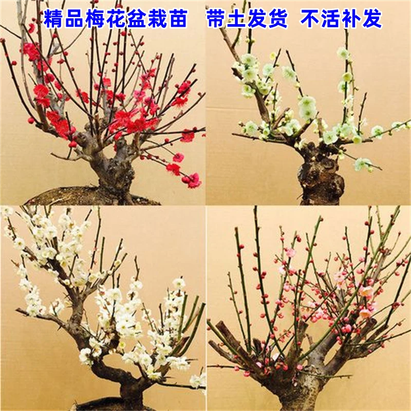 绿梅红梅花盆栽老桩腊梅盆景树苗花卉耐寒植物室内阳台庭院四季种