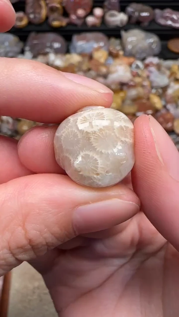 颈饰未镶嵌硅化珊瑚（珊瑚玉）300