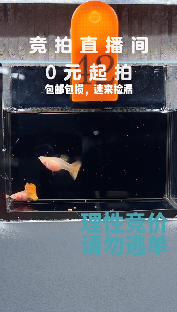 孔雀鱼红龙白子玻璃带胎编号42