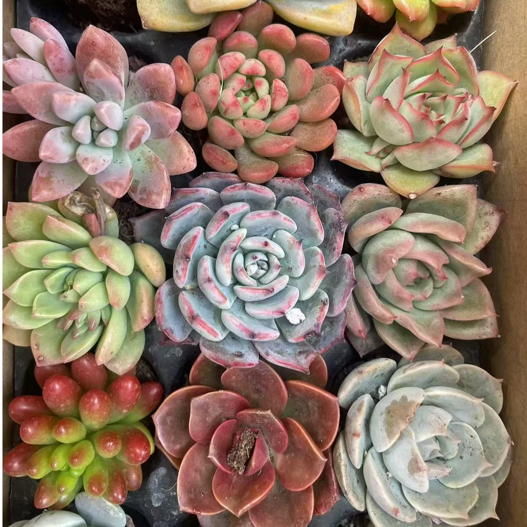 多肉直播 101-300号  3-8公分  十八颗不重复  新手好养 抗旱耐活