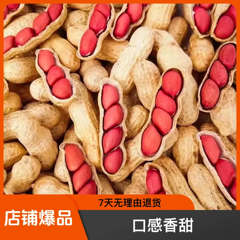 【现炒现发】2024年东北特产炒熟带壳红皮花生2斤3斤5斤酥脆香甜