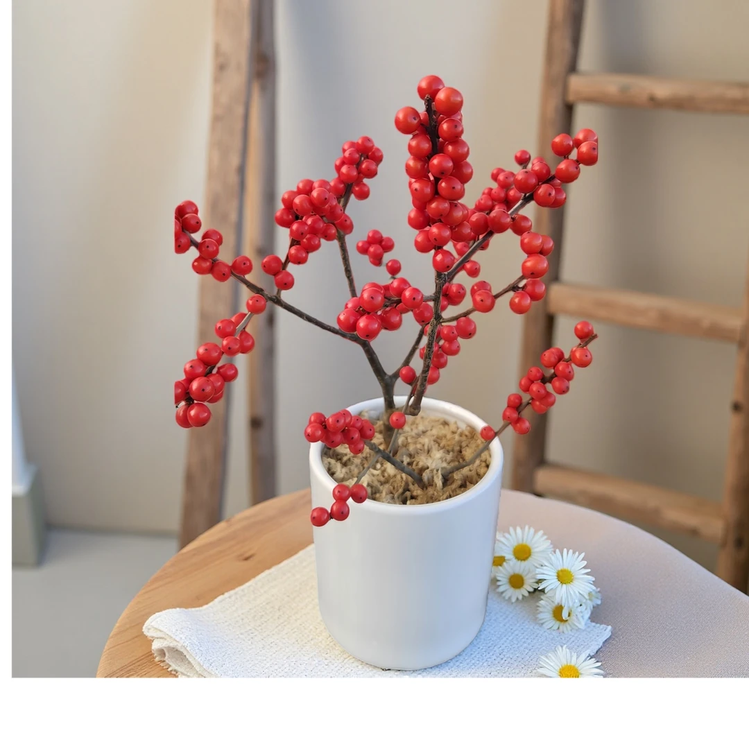 北美冬青带红果花卉绿植盆栽耐寒易养