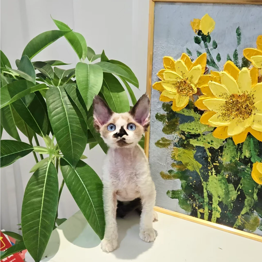 想养猫 海豹色鼻贴蓝眼德文卷毛猫弟弟