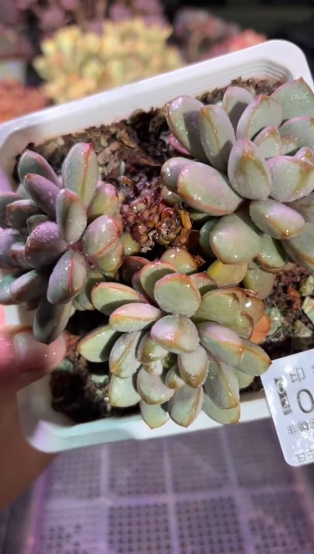 【闪购商品】05636