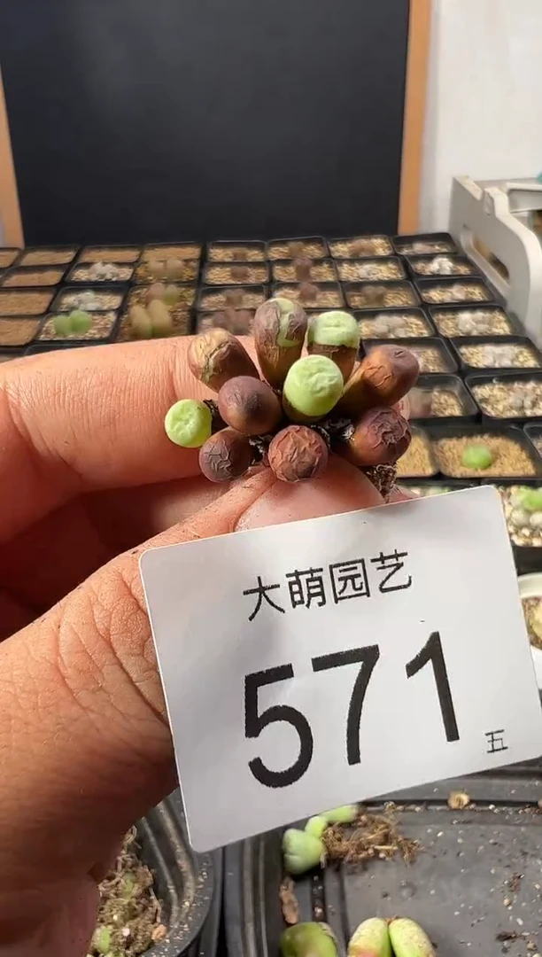 一物一拍           --571