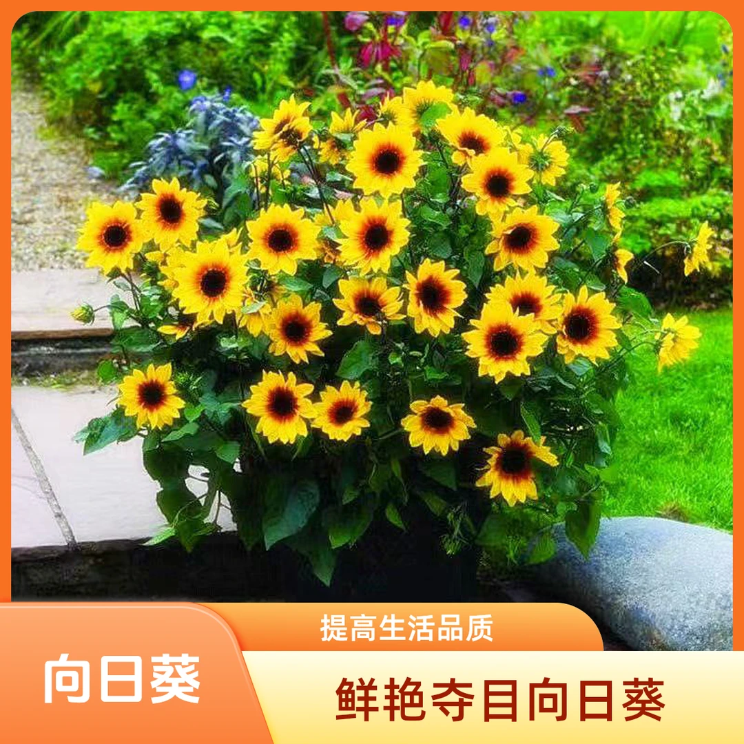 四季开花向日葵盆栽绿植盆栽光辉岁月阳台花卉大苗花卉盆栽室内