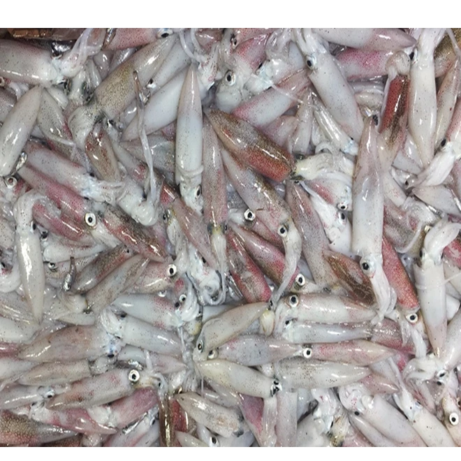 新鲜小管.小鱿鱼.（真空包装）