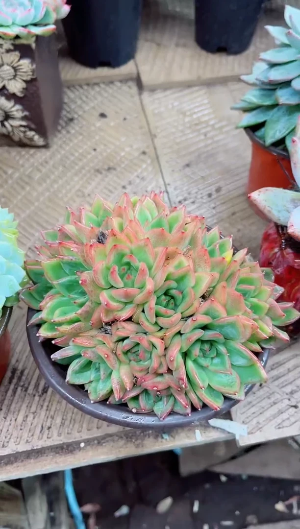 @****制22032多肉植物一物一拍