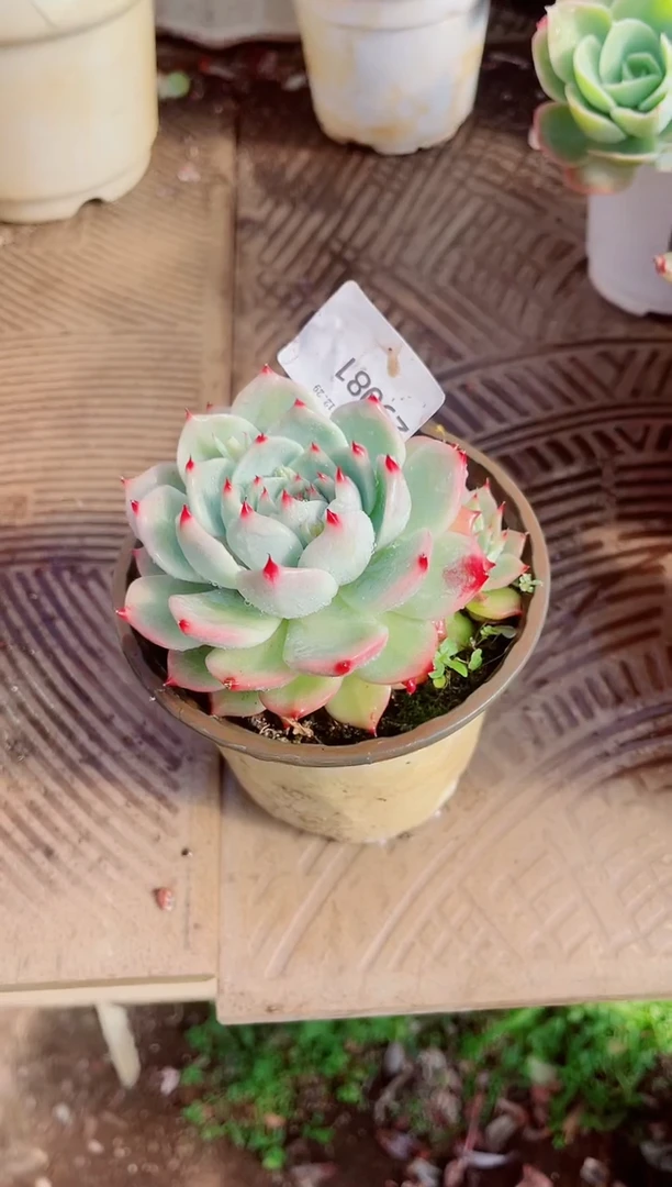 余*跃跃精品多肉29081