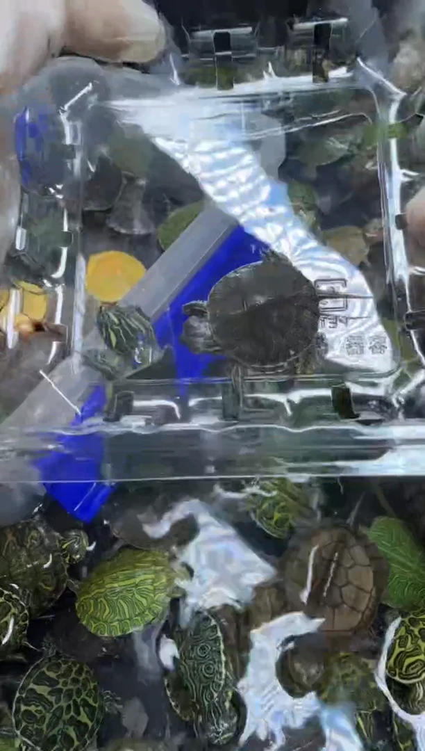 公母搭配宠物龟48号