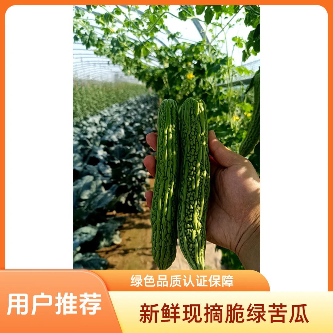 农家新鲜现摘脆绿非常苦的苦瓜可炒菜榨汁的当季丝瓜蔬菜