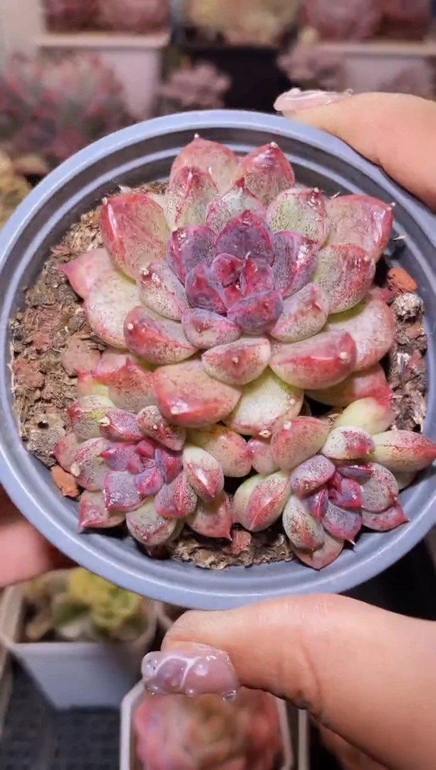 【闪购商品】010黑海多肉