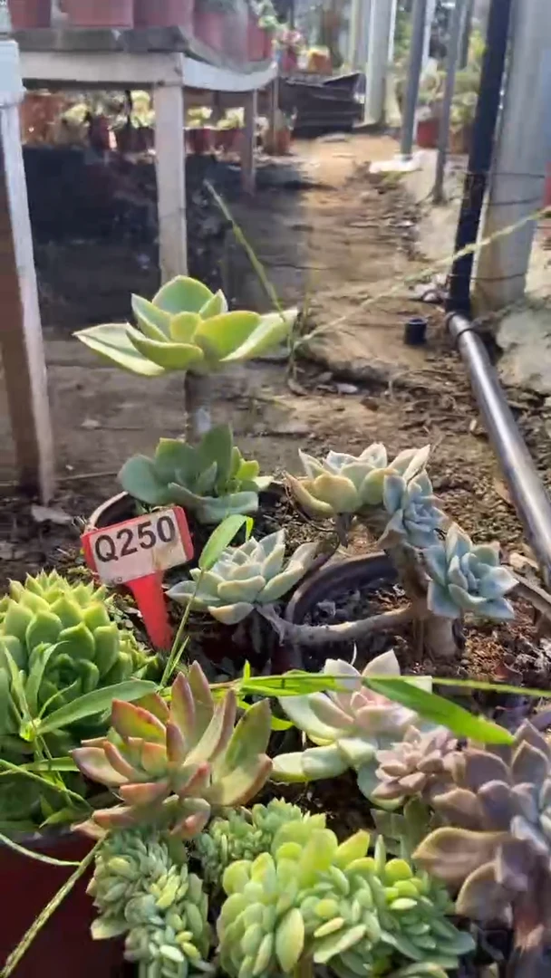 Q250多肉组合默认脱土发货