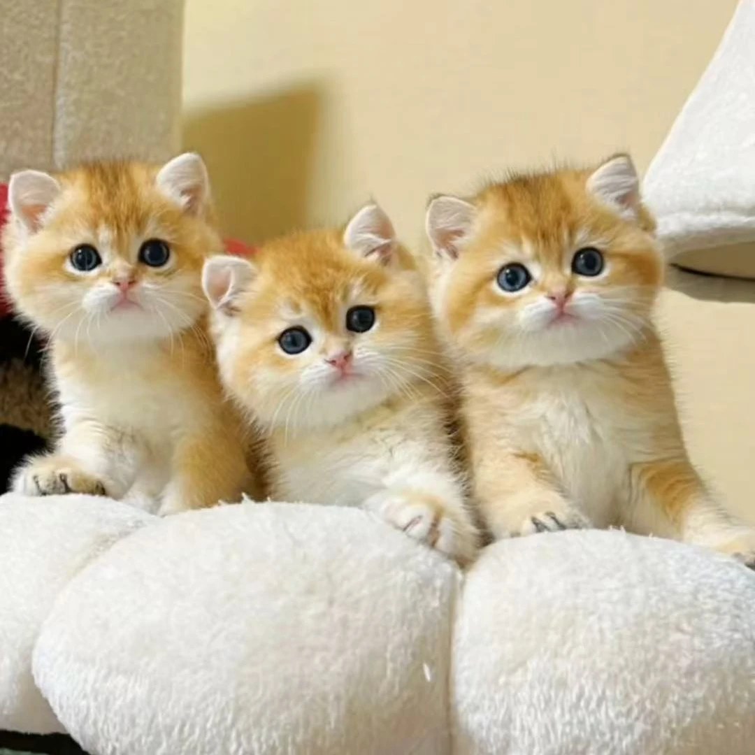 【海哥甄选名猫】矮脚曼基康拿破轮链接