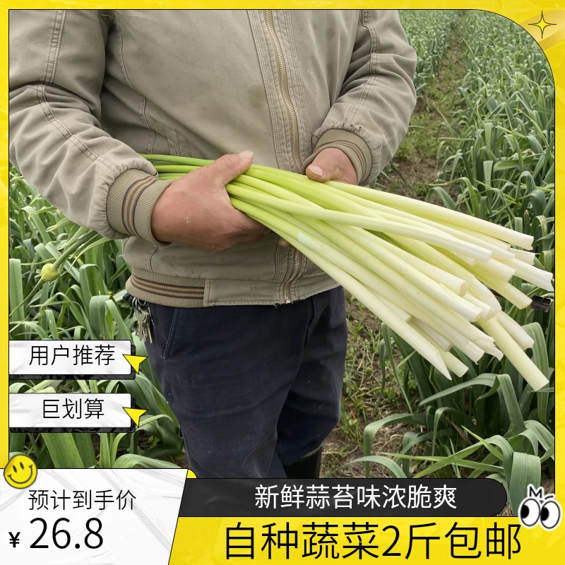 新鲜露天蒜苔现摘自种大洋蒜苔蒜香浓郁鲜嫩脆爽当季蔬菜2斤包邮