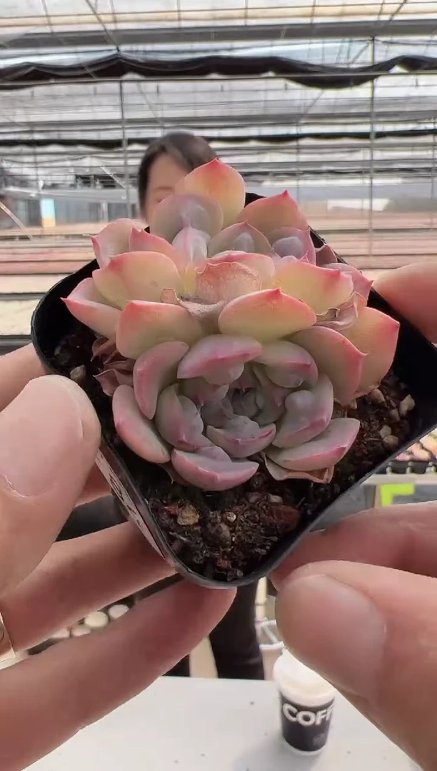 【闪购商品】新款多肉-84