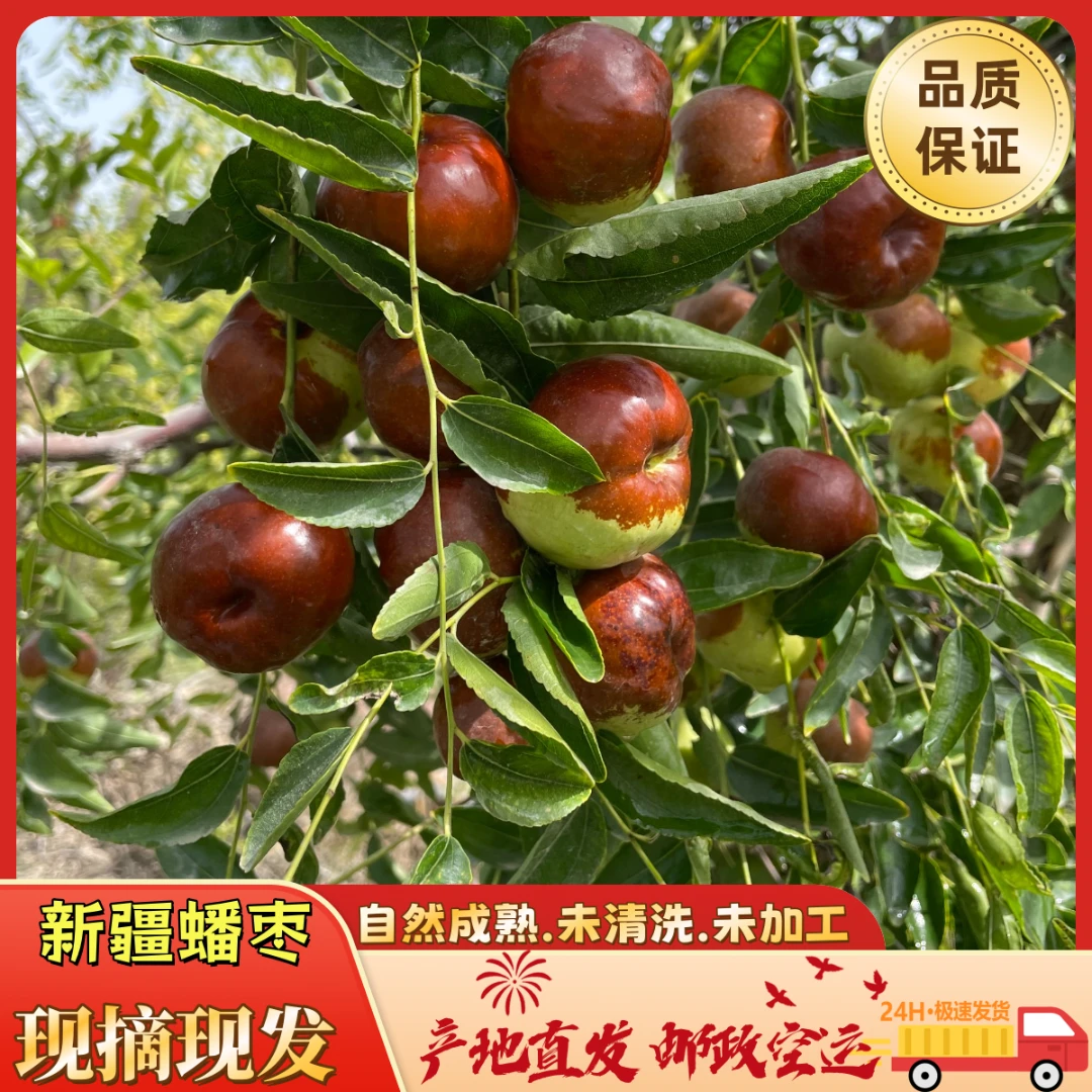 新疆蟠枣新疆当季水果大漠蟠枣原产地直发邮政庭院空运酸菜4岁