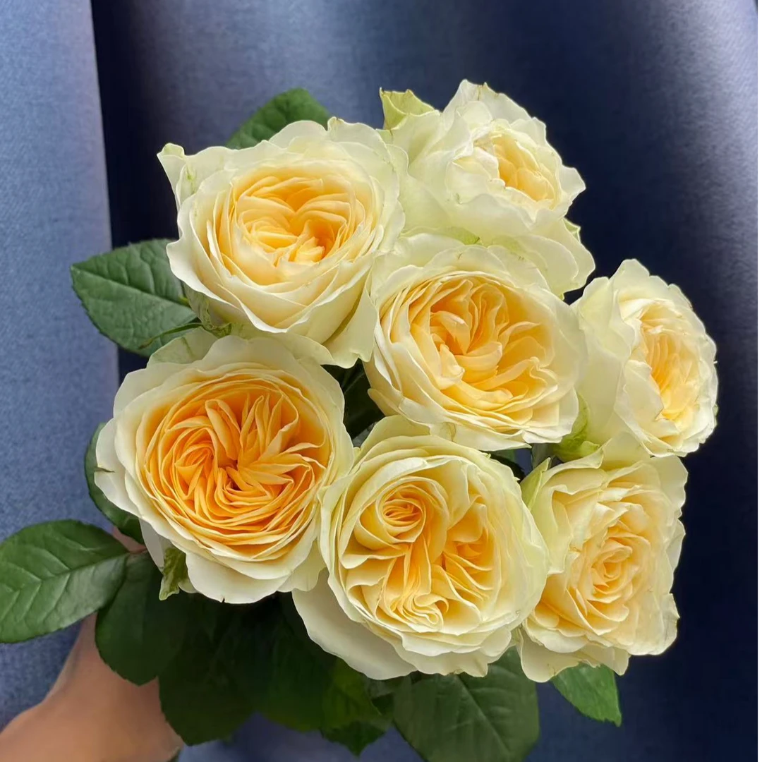 【次日达·奶油杯单头玫瑰】家居生活鲜花·全场任意两单顺丰送货上门·今天拍明天到·基地直发现采现发售后无忧