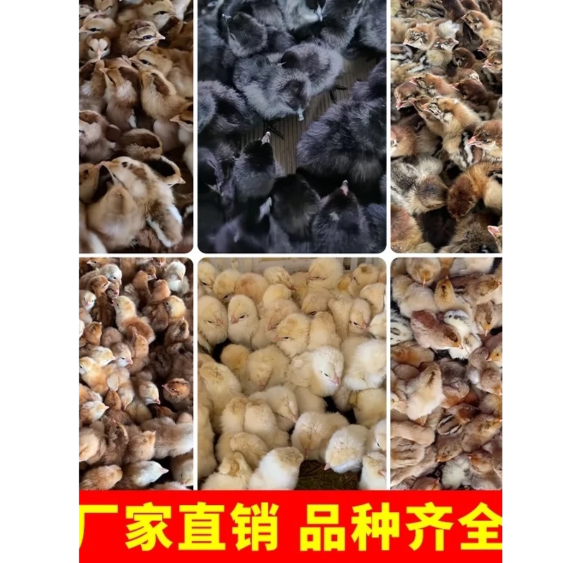 宠物高产包邮到家(苏禽)