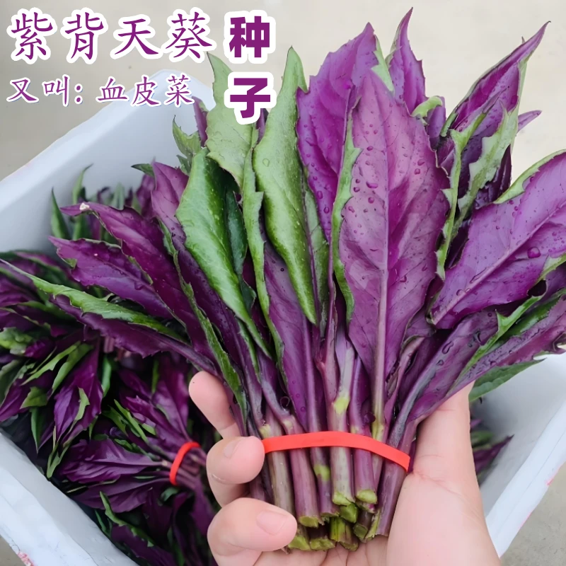 紫背天葵血皮菜种子四季播种阳台盆栽小院种植简单夏季蔬菜