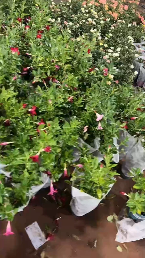 完全开放两单包邮，飘香藤