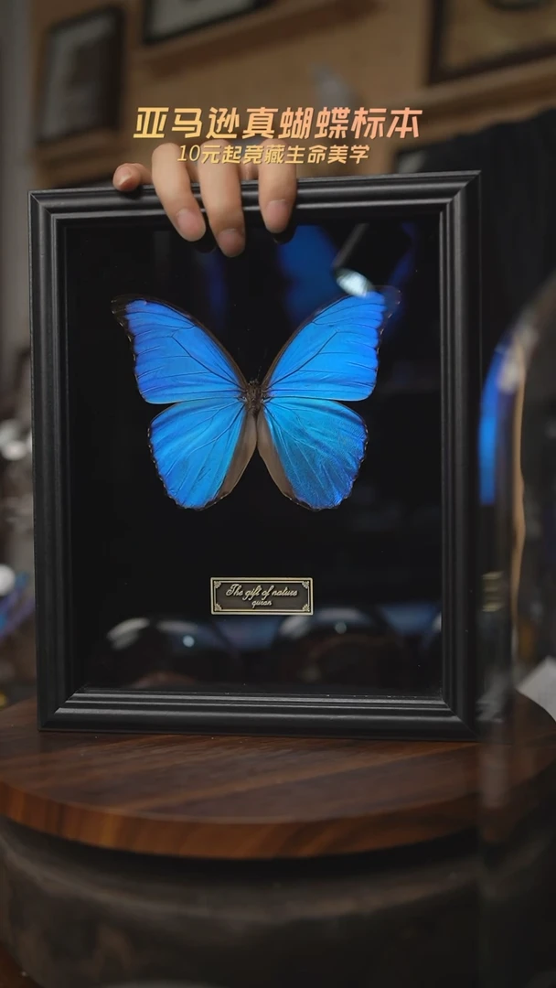 有机玻璃大蓝闪蝶黑绒底版10寸欧式框