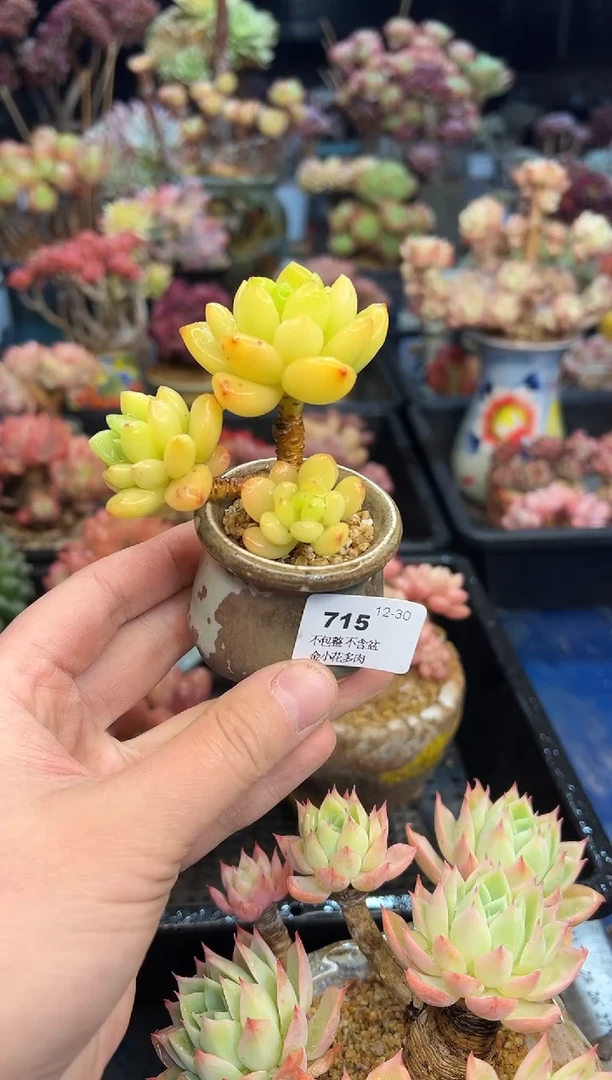 【闪购商品】715不带盆