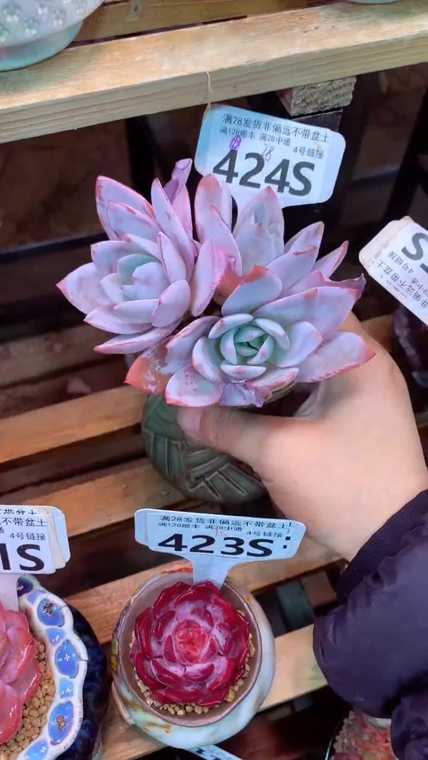 424S(一物一拍实付满28发货，默认不带盆土）