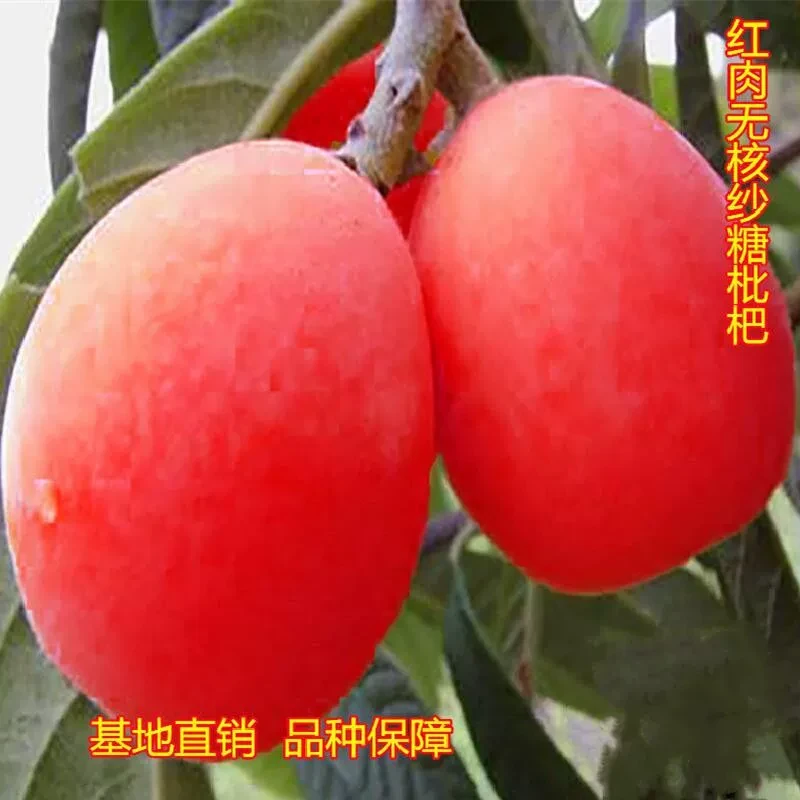 【枇杷树苗】红肉无籽无核砂糖枇杷苗新品南方北方抗旱耐寒果树苗