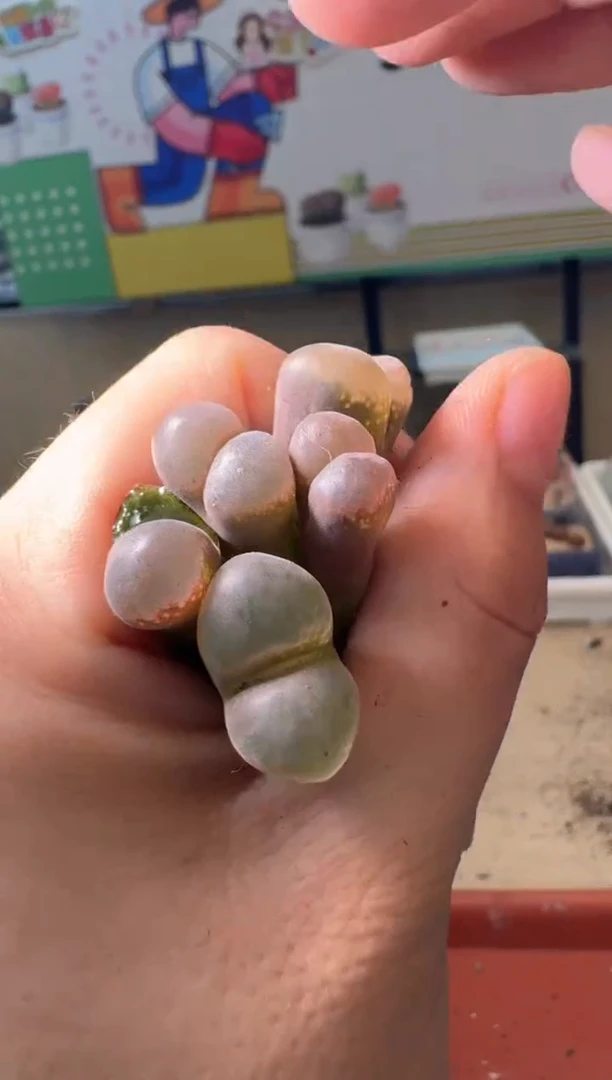 5-481多肉植物肉锥腿高
