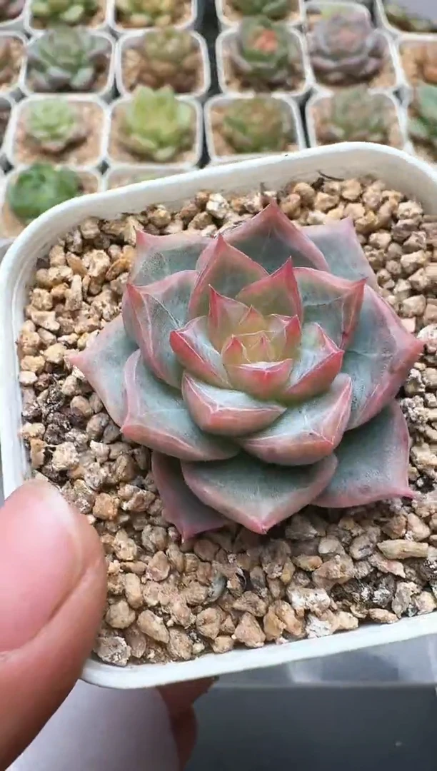 711D云禹多肉植物 带盆土纸巾打包 3颗包邮