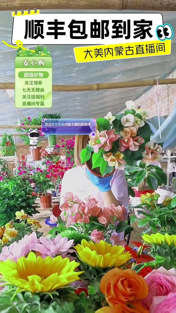 完全开放皇后五色三角梅