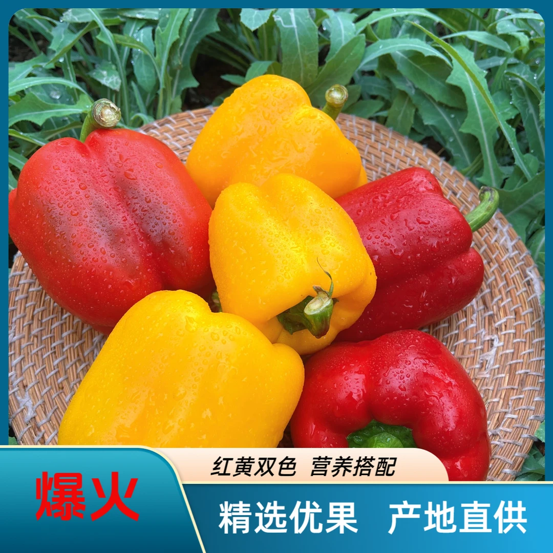 【双萃】山东寿光现摘直发 水果彩椒 水果甜椒 红黄双色 低脂低卡