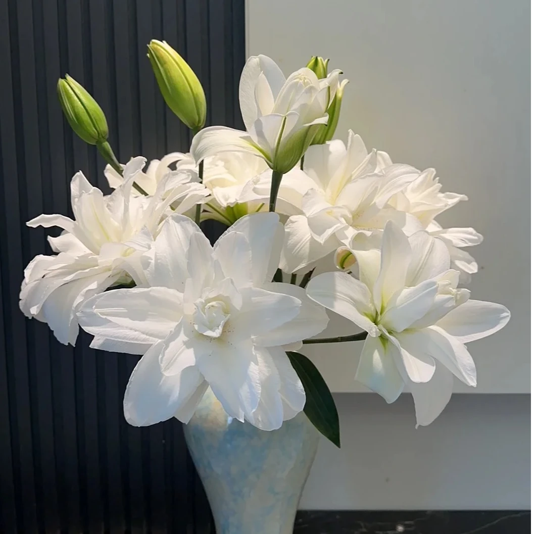 【莲花美人重瓣百合】 稀有小众百合/ 洁白如玉，温婉依旧/鲜切花