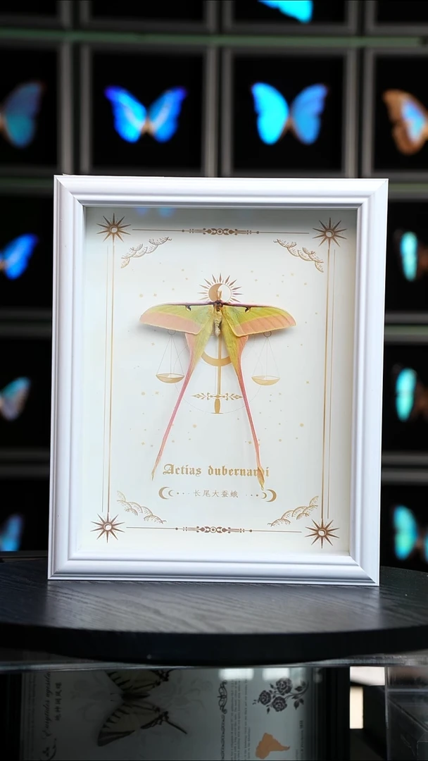 长尾大蚕蛾标本10寸欧式白框