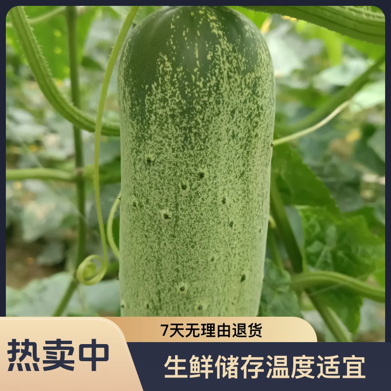 云南马关本地老品种农家菜黄瓜新鲜黄瓜籽旱黄瓜